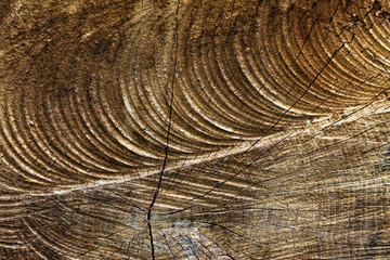 Fototapeta premium Holzmuster