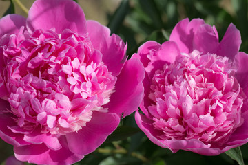 Blooming Pink peonies in the garden. Closeup of beautiful pink Peonie flower. Summer background