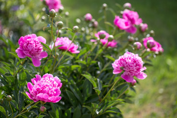 Fototapeta premium Blooming Pink peonies in the garden. Closeup of beautiful pink Peonie flower. Summer background