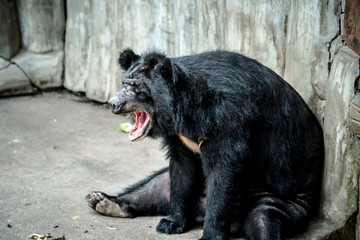 Bear in the zoo