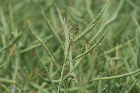 Rapsschoten Bilder Durchsuchen 93 Archivfotos, und