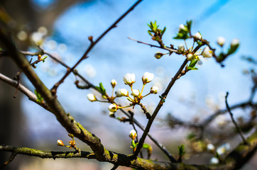 streets of Prague - panoramic view