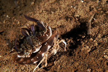 Carrier crab, Dorippe frascone, carrying an upside down jellyfish, Flores Indonesia.