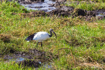 Ibis. A bird is looking for food on a swamp. Amboseli, Kenya