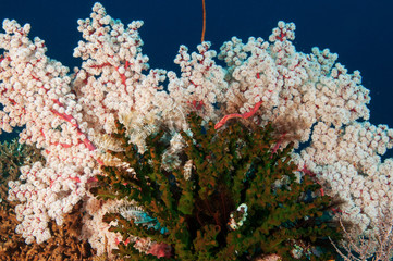 Naklejka na ściany i meble Reef scenic Indonesia