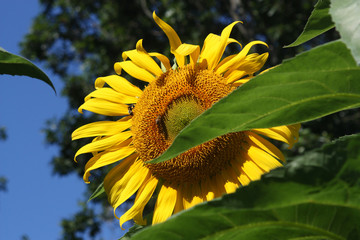 Sunflower with green leaves