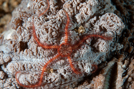 Brittle starfish, Ophiothrix sp., Flores Indnoesia
