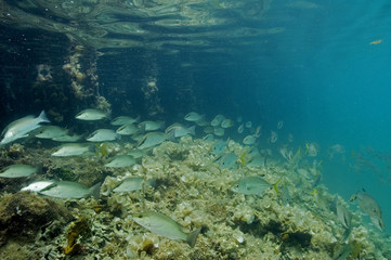 Naklejka na ściany i meble Snappers, Lutjanus apodus, under mangrove roots, Tobacco Cay Belize.