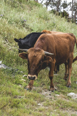 free cows in the field