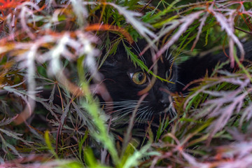 Black white cat hunting under acer tree in garden