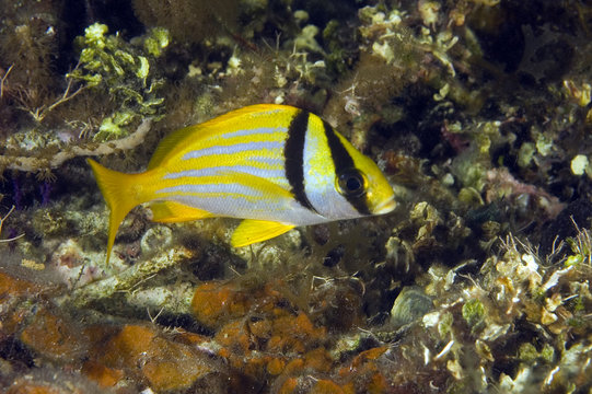 Porkfish, Anisotremus virginicus, Tobacco Cay Belize.