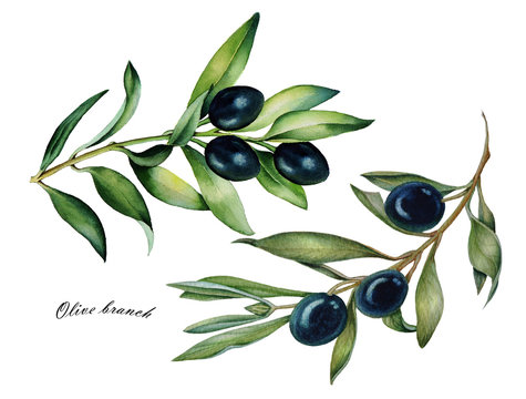 Watercolor set of oliva branch with olives isolated