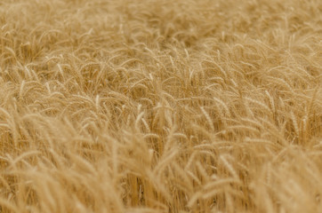 weizenfeld detailansicht