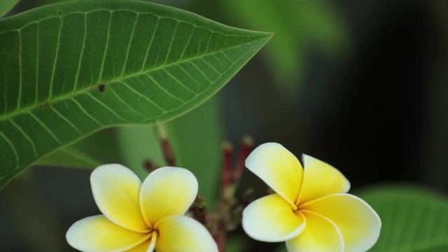 Plumeria rubra or common frangipani flowering tree with white and yellow blooming flowers and vibrant green foliage, panning panoramic high definition stock footage video clip.