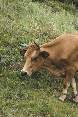 free cows in the field