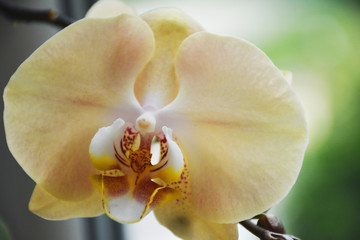 Fototapeta na wymiar Beautiful yellow Orchid