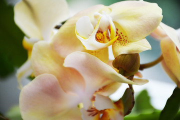 Beautiful yellow Orchid