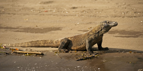 Komodo dragon, Varanus Komodensis, in Rincha Island, Indonesia.