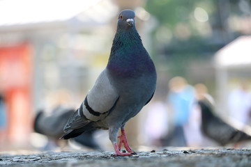 Feral city pigeon or rock dove, columba livia domestica walking on the pavement in front of a blurry urban scene in Berlin