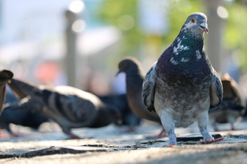 Group of eral rock pigeons or doves, columba livia domestica in frontal view walking on the...