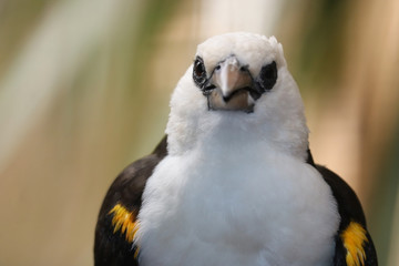 Head of a white-headed buffalo weaver, dinemellia dinemelli in frontal view