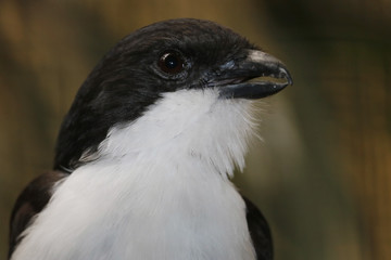 Black and white head of long-tailed fiscal lanius cabanisi with slightly opened beak, in side view