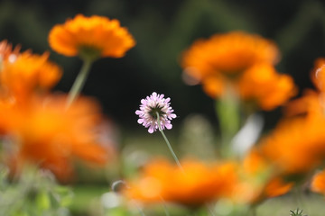 bright pink pincushion flower (scabiosa lucida) in the sun surrounded by blurry orange colored pot marigold (calendula officinalis) blossoms