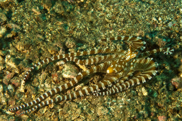 Wonderpus octopus, Wunderpus photogenicus, Sulawesi Indonesia.