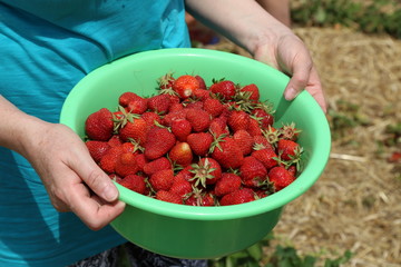 Strawberries / Freshly picked strawberries