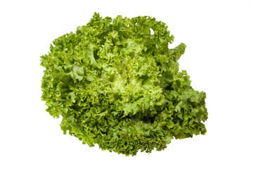 Fresh lettuce salad leaves organic food isolated on the white background
