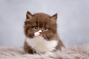 Kleiner Träumer - BLH Katzenbaby in chocolate-white auf einem Fell