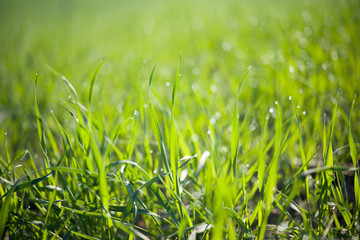 Green grass in early morning, drops of dew