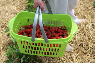 Strawberries / Freshly picked strawberries