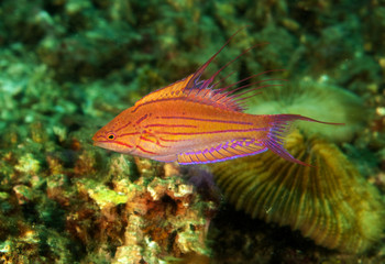 Filamented flasher wrasse male, Paracheilinus filamentosus, Sulawesi Indonesia