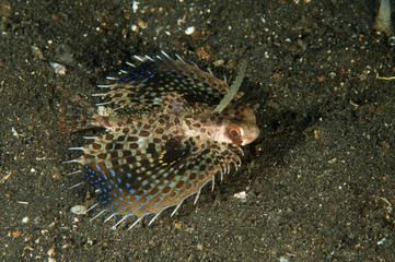 Young helmet gurnard, Dactyloptena orientalis, Sulawesi Indonesia.