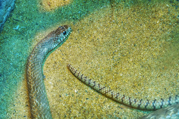 Obraz premium Oriental rat snake on the sand.