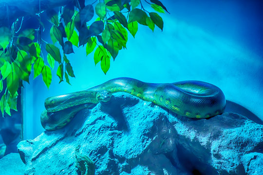 Green anaconda curve on the big rock.