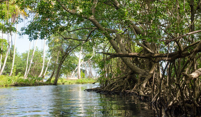 Traumurlaub in der Karibik, Samara: Sandstrand, Meer, Palmen, Sonne und Mangroven :)