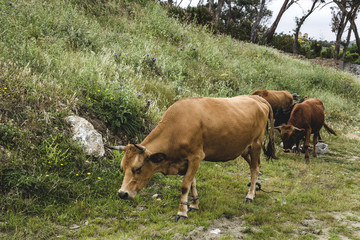 free cows in the field