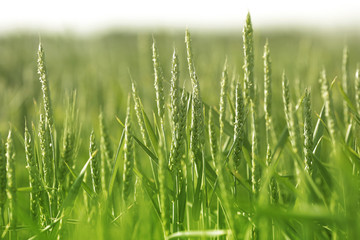 Green wheat field. Background