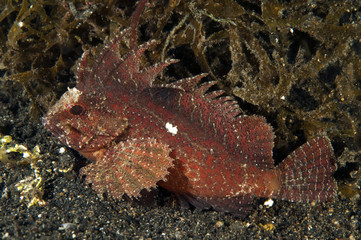 Longspine waspfish, Paracentropogon longispinus, Sulawesi Indonesia.