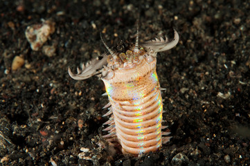 Bobbit worm, Eunice aphroditois, Sulawesi Indonesia.