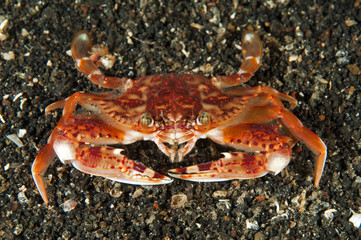 Swimmer crab, Charybdis sp., Sulawesi Indonesia.