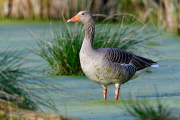 Fototapeta premium Graugänse im Frühjahr