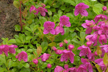 Rhododendron camtschaticum Zwergrhododendron in Blüte