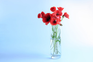 bouquet of red poppies in a glass vase on a  blue background