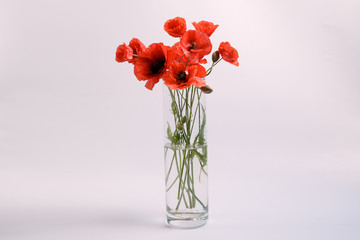 bouquet of red poppies in a glass vase on a light background