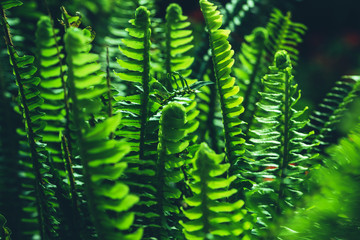 background nature fern exaltata. Green leaf. Full frame