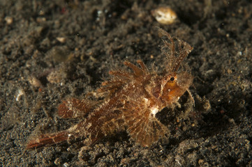 Ambon scorpionfish, Pteroidichthys amboinensis, Sulawesi Indonesia.