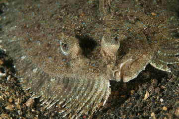 Leopard flounder, Bothus pantherinus, Sulawesi Indonesia.